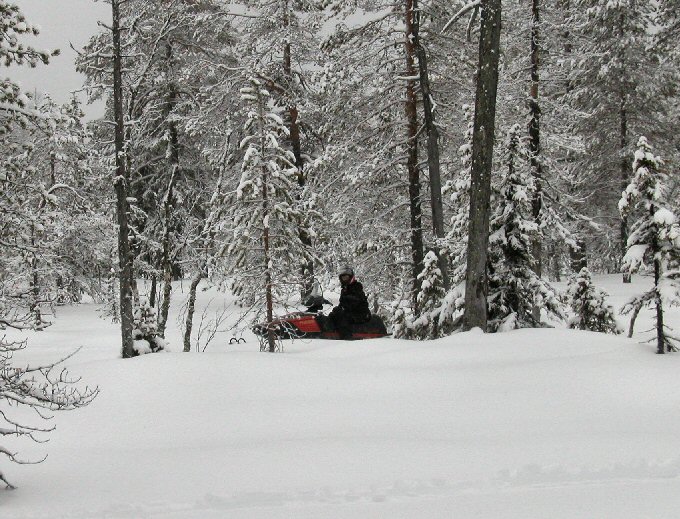 Ensam i skogen